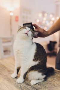 cat grooming