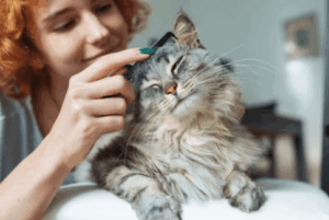 Cat Grooming