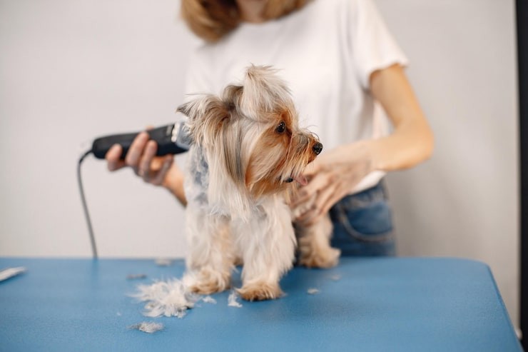 Dog grooming