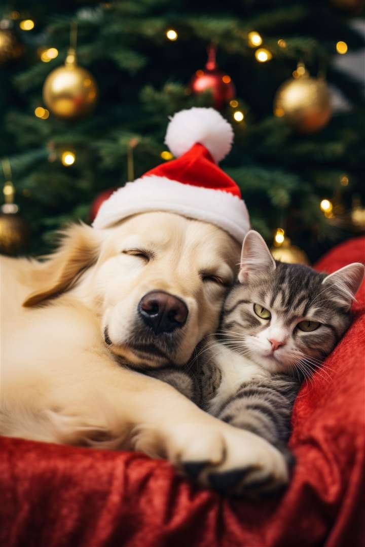 Pet Holiday