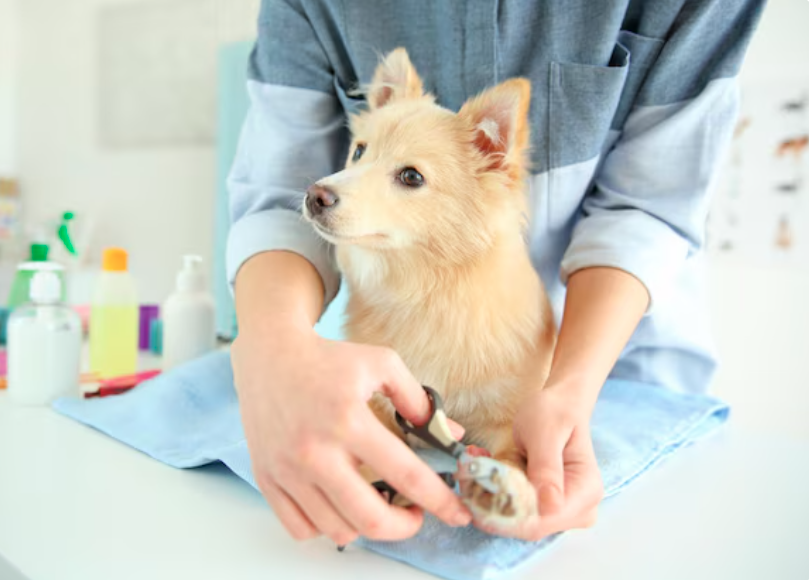 dog nail trimming