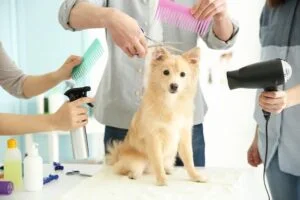Dog grooming