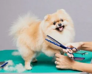 Puppy Grooming