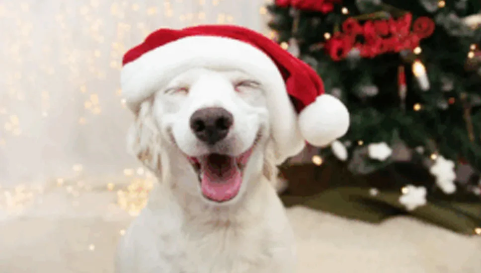 Dog wearing cap and smiling