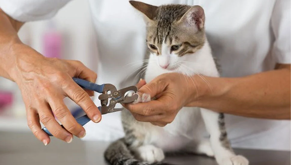 Cat nails trimming session