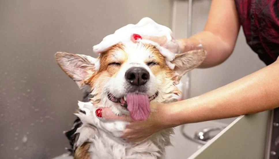 Dog bathing session